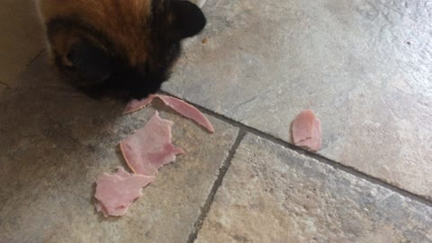 Cute Cat Kisses Camera Before Lunch??