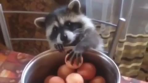 Trying to pick up an egg