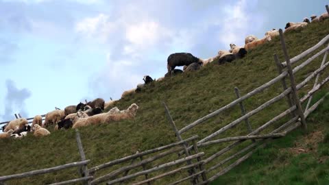 Herd of sheeps on the hill in summer. Flock of sheeps at pasture. Sheeps breeding at eco farm