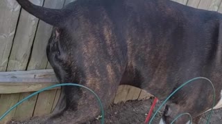 Bruno the pit bull - caught in the act -