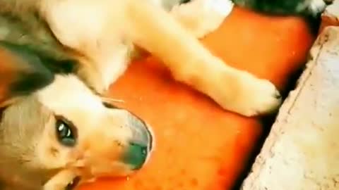 Very Intelligent Cat Animals videos - Dog Animal Videos 2022 #animals #