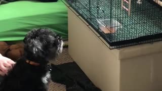 Puppy watching kiddos birds