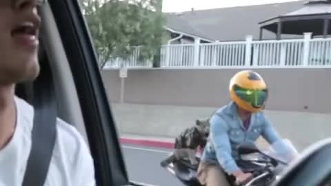 Pet Cat Animal - Motorcycle Lip Dub