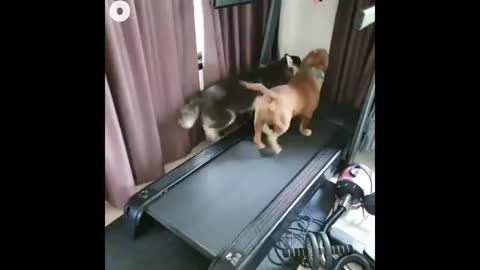 Funny Dogs Running on Treadmills