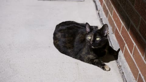 Cute tailless cat playing outdoor