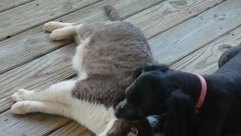 Dog Loves Cat