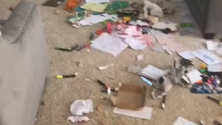 Puppy Creates Massive Mess