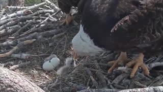 Rare footage of bald eagle eggs hatching