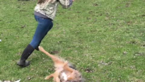 Goat kids chasing human kid