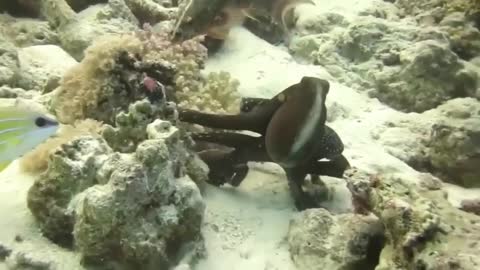 MORAY EEL VS OCTOPUS I INCREDIBLE SKILLS IN ATTACKING THIER PREY.mp4