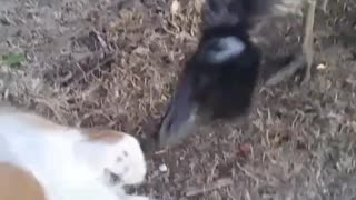 Emu Plays With Pup