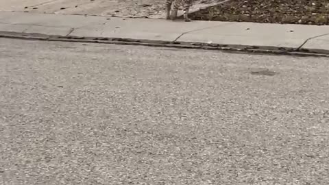 Bobcat Casually Strolls Along Street