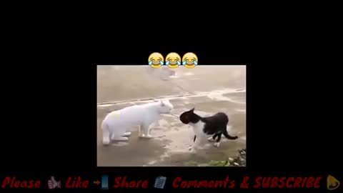 New Funny Cats