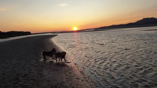 Cute little Dog checks out Water Temperature at Beautiful Estuary