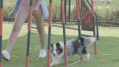 Cute dog is a playground