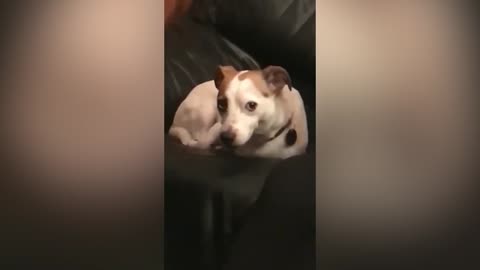 The dog lies on the couch #FunnyPets #shorts