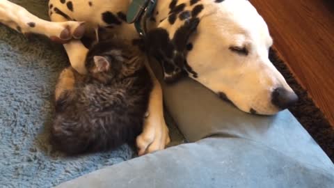 Who wants to be part of this slumber party? 3 Dalmatians nap with 5 foster kittens!