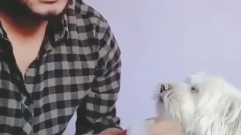 Smart dog helping his master