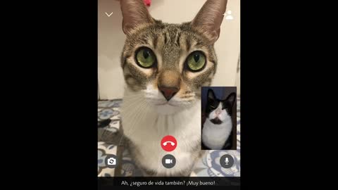 cats on webcam😱🤣