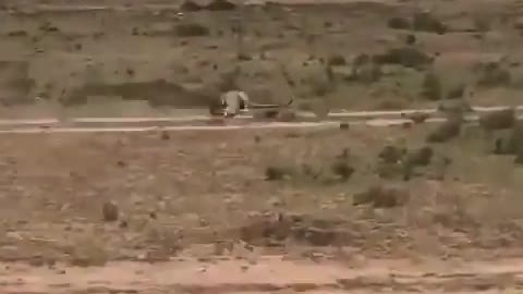 Leopard abandons piglet after a chase by mother warthog
