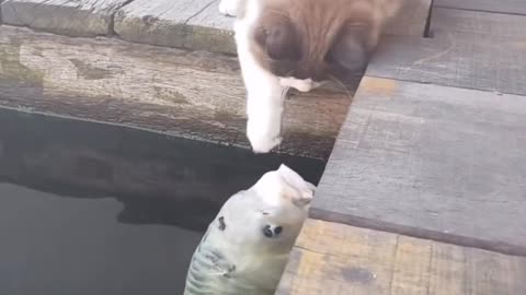 There is nothing bad about it, just pick up the fish you like want to hug you