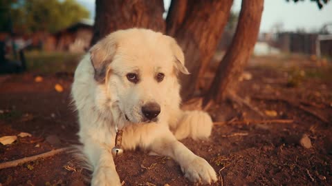 Funny dog catching fly