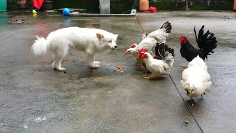 Dogs and chickens who's the boss