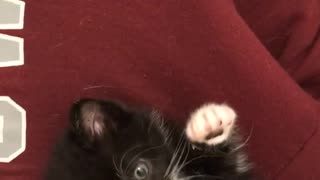 Small black cat being pet