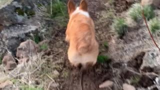 Baby Loki on the Trail