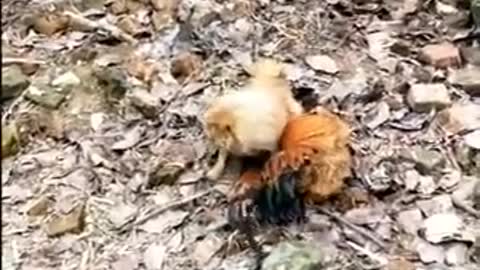 funny animals must watch video