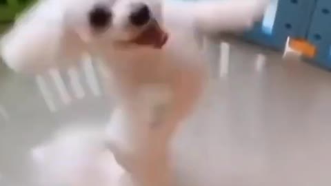 Happy, Dancing Dog - Powered By Steam Pets
