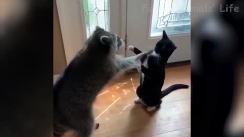 Raccoon and cat are trying to make friends