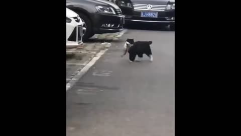 Funny cat, cat jumps in the car to get food