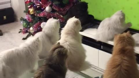 These Kittens' Favorite Pastime Is Watching Mice Run Across The TV