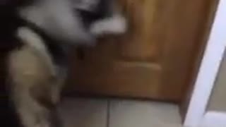 husky.mp4