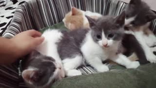 Watch how these little cats play 2