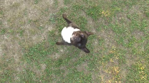 Using drone technology to exercise a French Bulldog