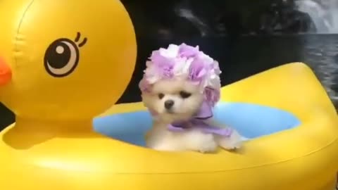 Little puppy on the back of a raft in the shape of a duck swimming at the waterfall