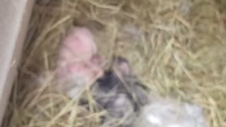Few Day Old Baby Bunnies