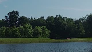 Bird takes flight at the local pond.