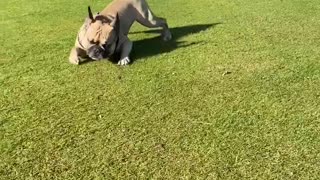 Frenchie crawls in style