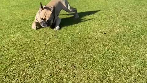 Frenchie crawls in style