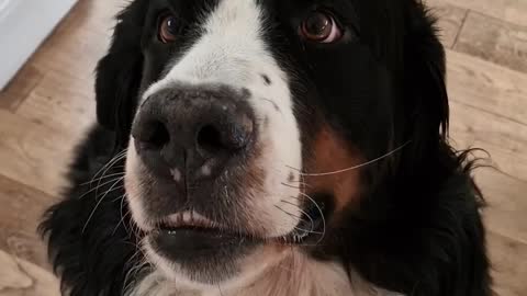 Boop the snout with a Bernese Mountain Dog