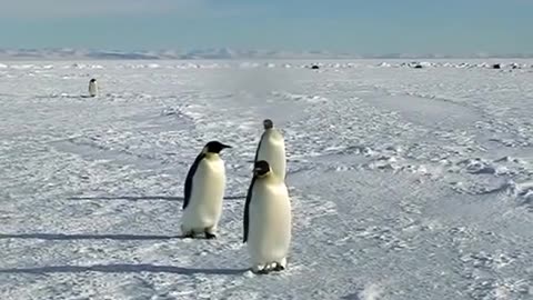 Cute penguins acting silly around humans in Antarctica