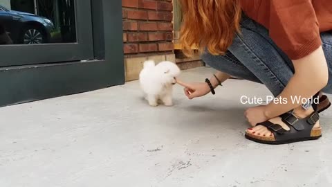 Cute Pomeranium Puppies and Dogs