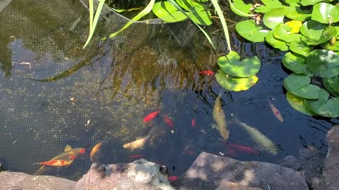 Large Koi Pond in Maryland