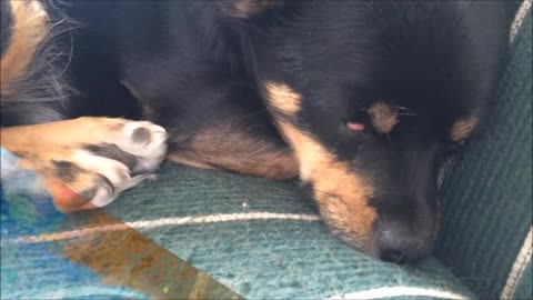 Puppy having a good dream starts talking in his sleep