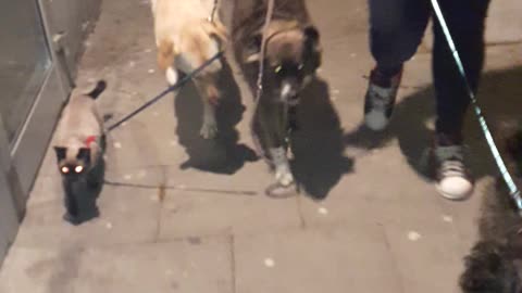 Cat walks on leash with dogs