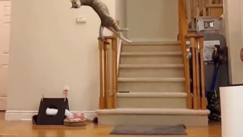 The Meow Star Man in Slow Motion