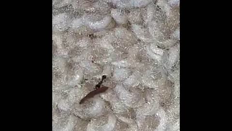 cute ants